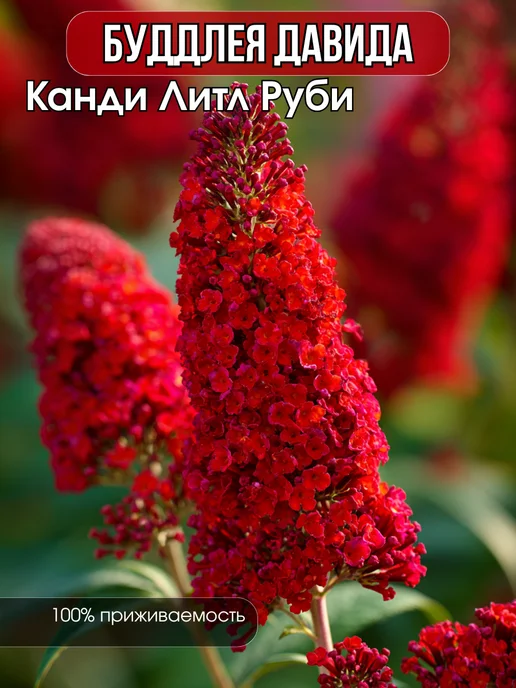 Саженцы Буддлея Давида Канди Литл Руби